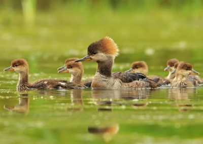 Hooded Merganser female swimming with young
