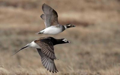 Identification of Beaufort Sea Migration Cooridor for Sea Ducks