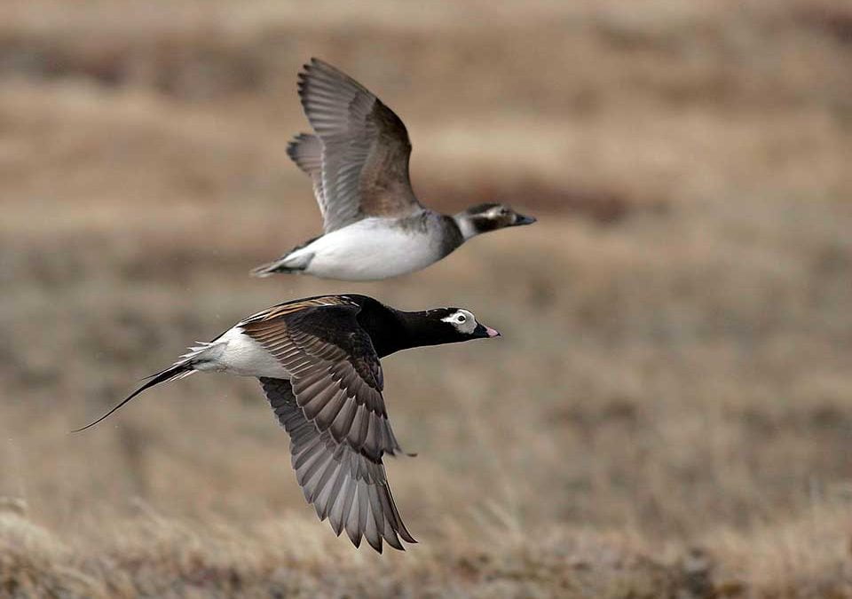 Identification of Beaufort Sea Migration Cooridor for Sea Ducks