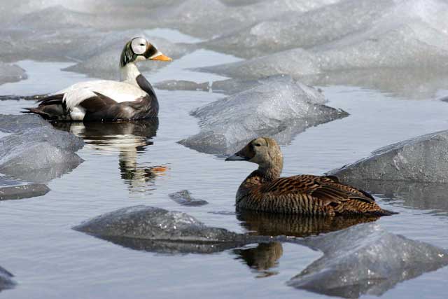 The Sea Duck Key Sites Atlas is now in ArcGIS Online!