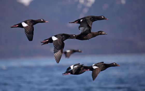 Seasonal Habitat Requirements of Surf and White-winged Scoters in Puget Sound