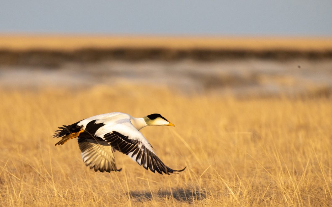 Movements of Common eiders breeding along the north shore of the gulf of St. Lawrence: Relationships between breeding, molting and wintering sites