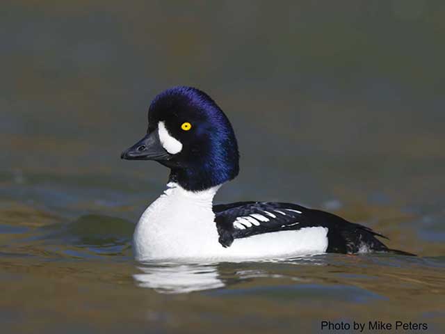 Evaluating Sea Duck Detectability in the Puget Sound Winter Ambient Monitoring Program