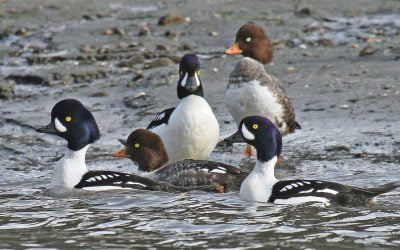 Population Demography of Surf Scoters Wintering in the Strait of Georgia, British Columbia