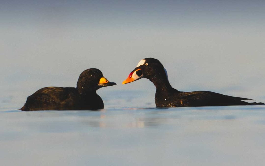 Coastal molting locations of scoters and eiders in eastern North America