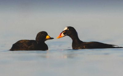 Unifying the coast: Advancing image-based surveys to support sea duck conservation along the Pacific Flyway