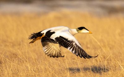 Regional variation in common eider exposure to oil-related contaminants in Atlantic Canada