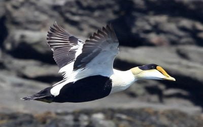 The Mitik of Nunatsiavut and beyond: Using satellite telemetry, contaminant analysis and Indigenous Knowledge to uncover movements, key areas of habitat use, and threats for the Common Eiders of northern Labrador throughout their range