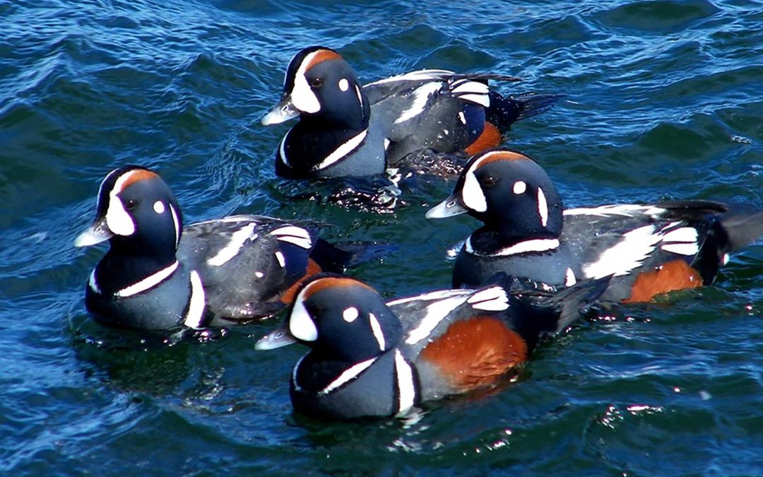 Long-term Population Study of Harlequin Ducks in British Columbia