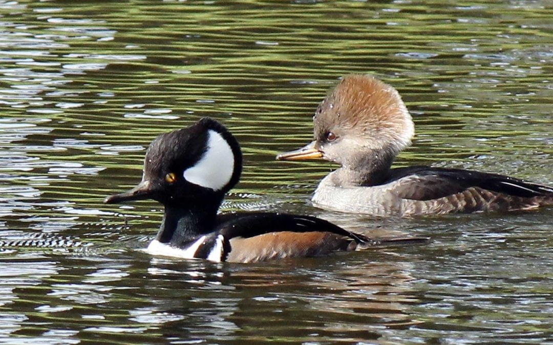 Factors involved in population dynamics and delineation of North American mergansers