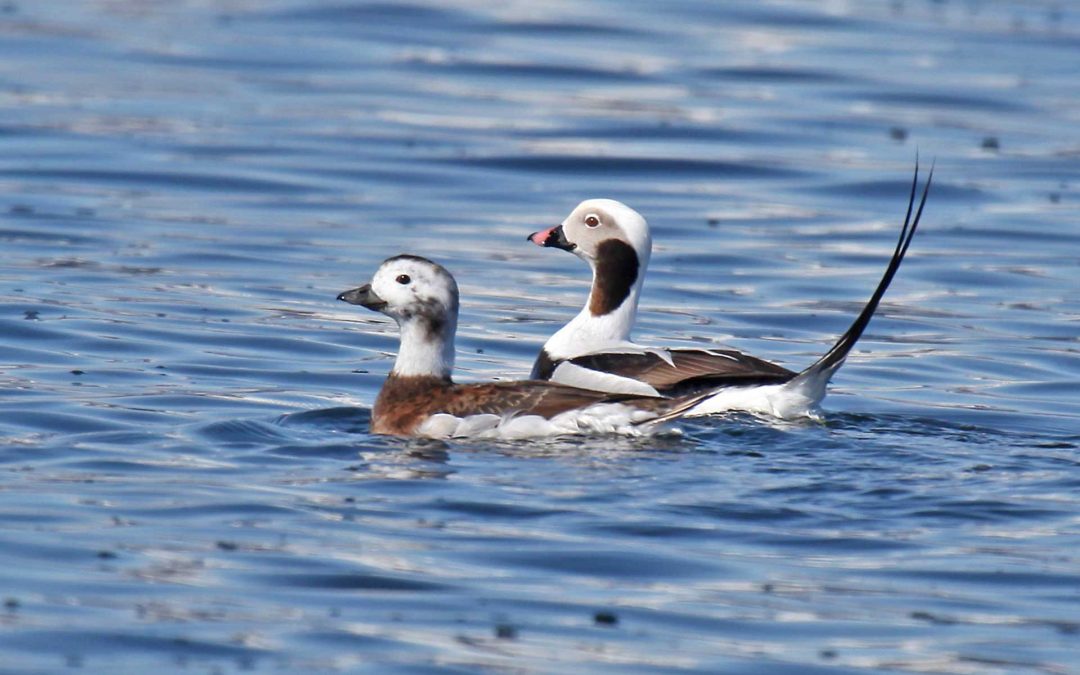 Lake Ontario January Sea Duck Survey