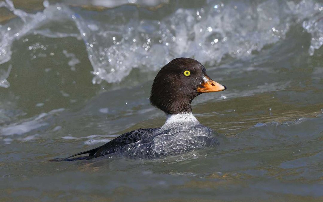 Ecology and Population Affiliations of Molting and Fall Staging Barrow’s Goldeneye at Cardinal Lake, Alberta