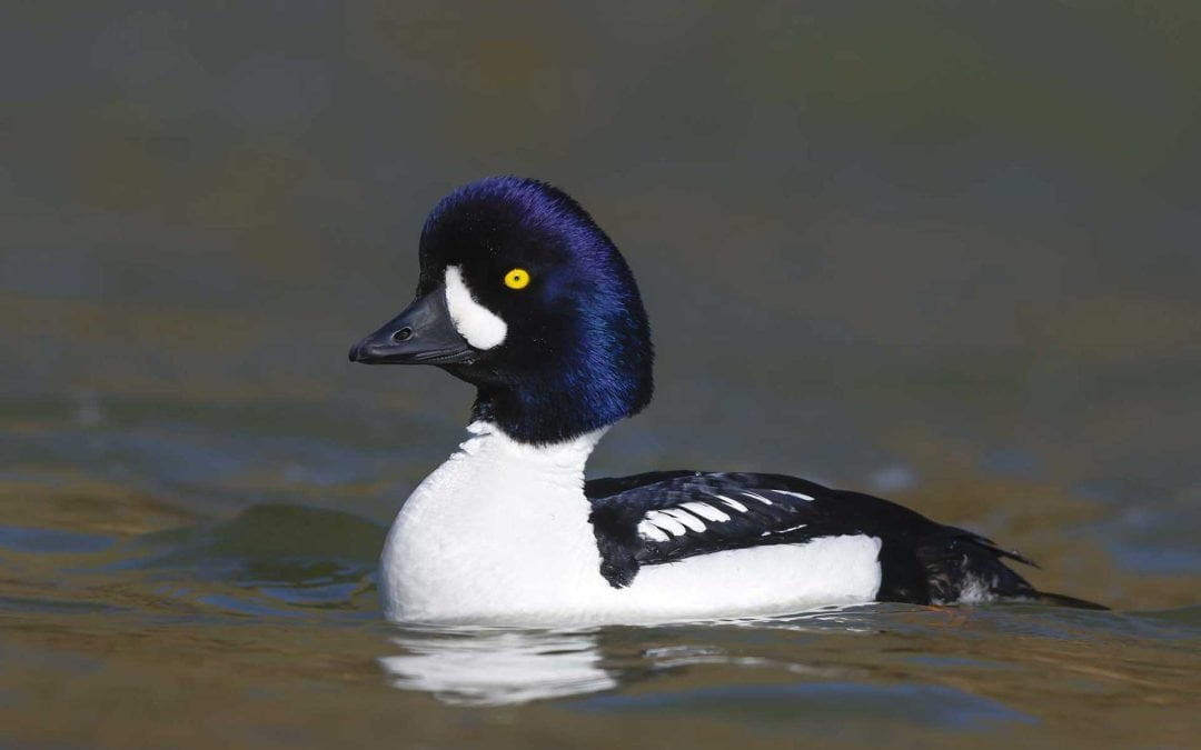 A Bioenergetic Model to Evaluate Winter Food Limitation in Barrow’s Goldeneyes and Consequences of Climate Change
