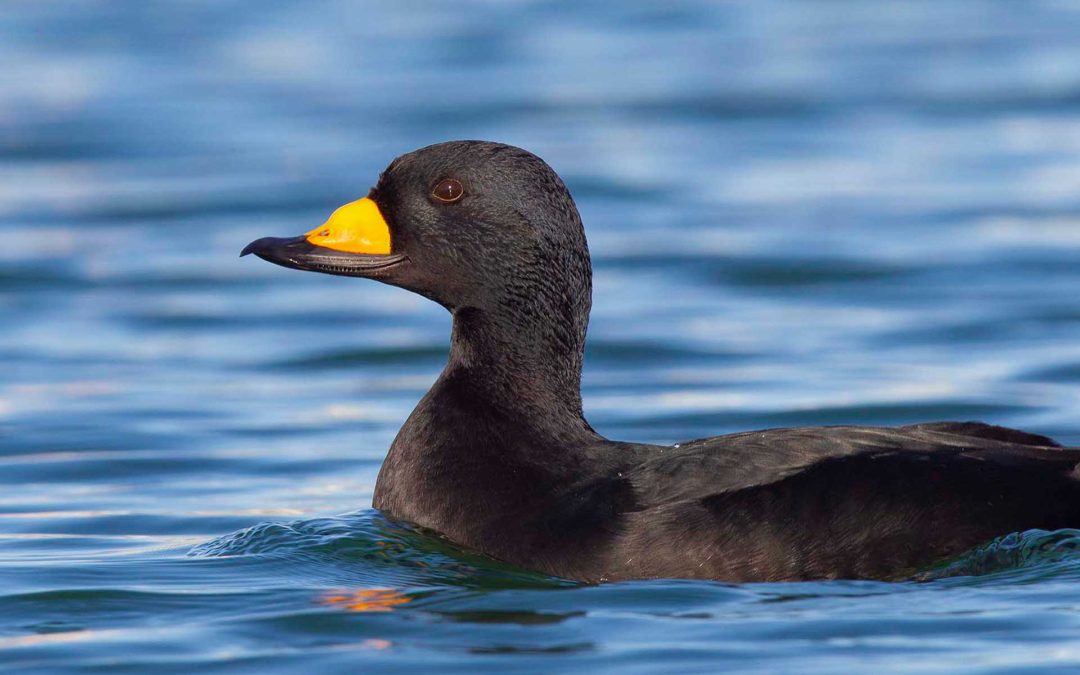 Assessment of the Pacific Black Scoter Population: Population Size, Distribution, and Links among Populations: An Integrated Approach