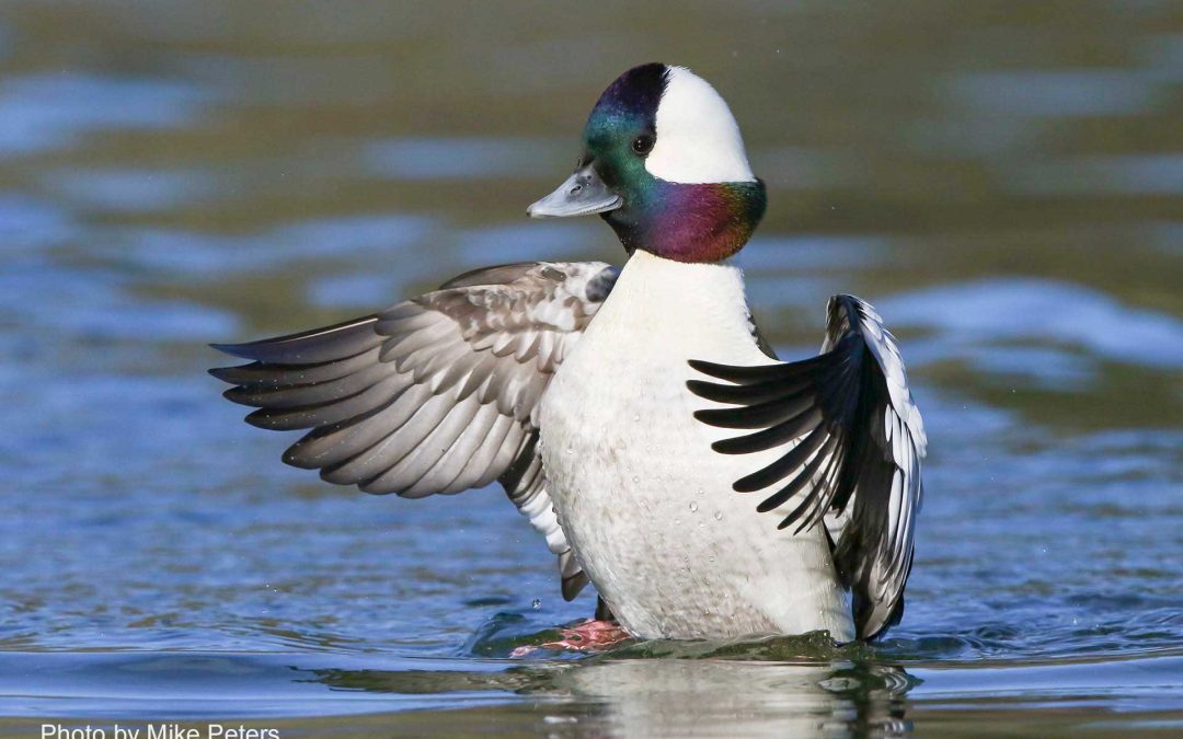 Winter foraging ecology of American Bufflehead (Bucephala albeola) in relation to shellfish aquaculture sites and other shallow water habitats in Chesapeake Bay, Virginia