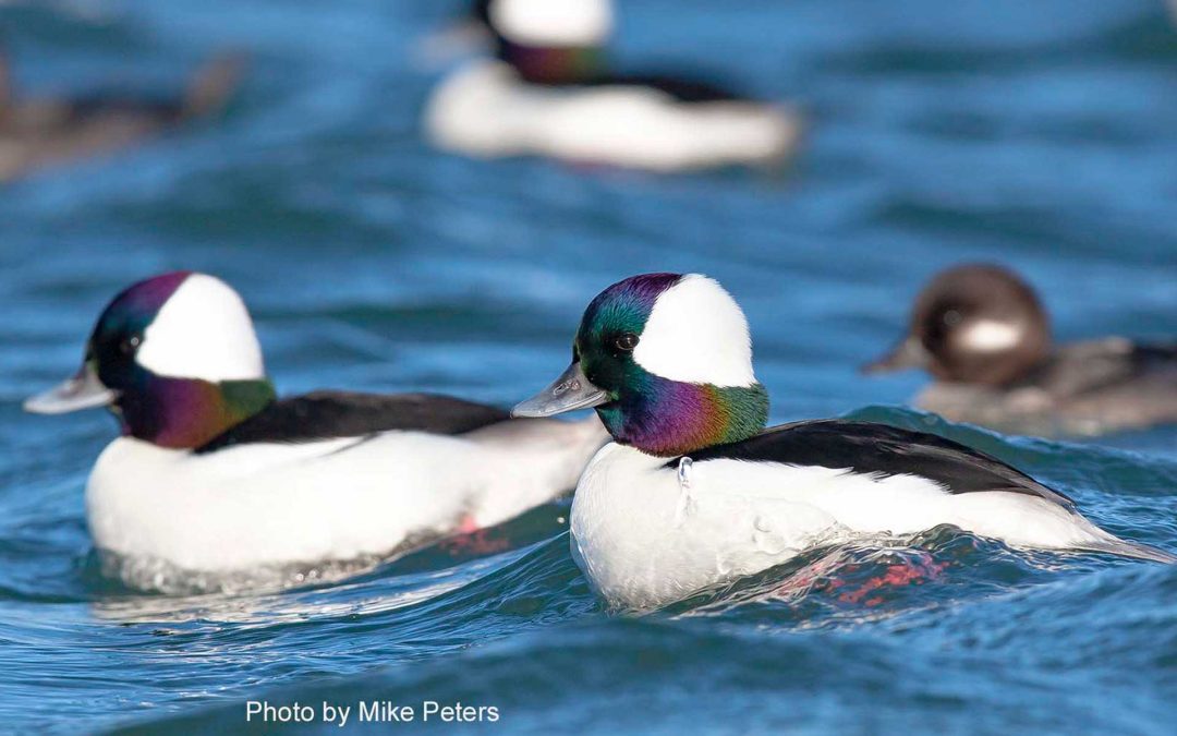 Engaging a transboundary expert network to prioritize coastal and marine habitat management for sea ducks in the Salish Sea