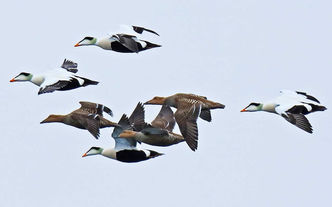 Development of Sea Duck Population Estimates from Geo-referenced Aerial Surveys Conducted in Washington State and British Columbia