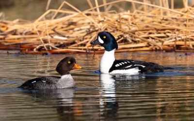 Breeding habitat of Barrow’s Goldeneye in Eastern Canada