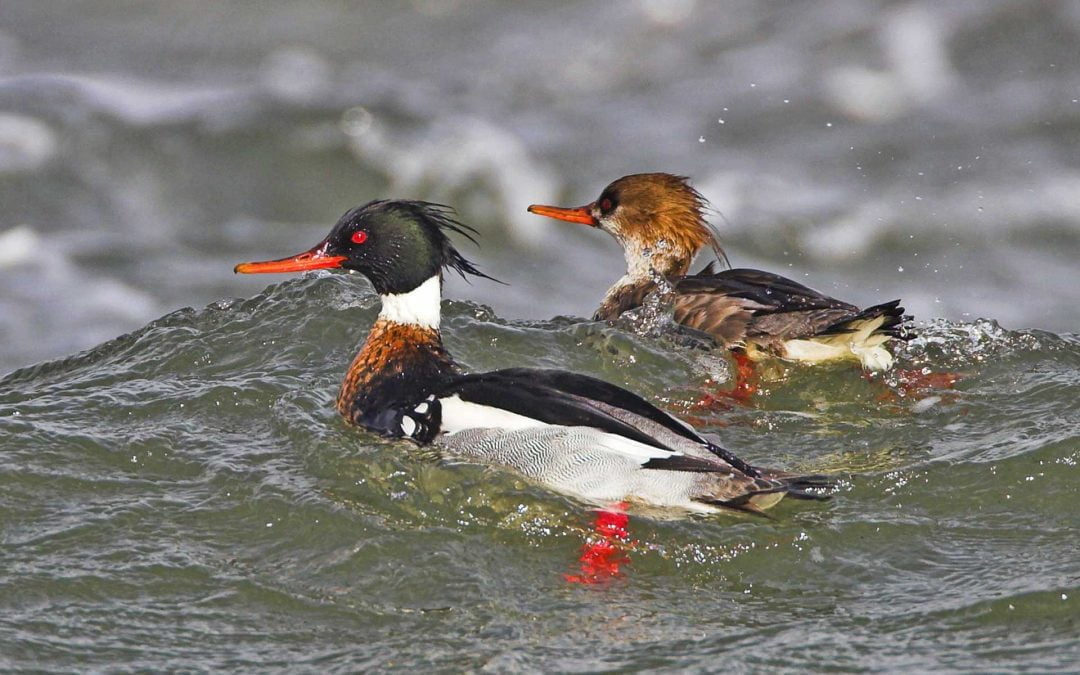 Post-breeding ecology of Red-breasted Mergansers in a marine environment