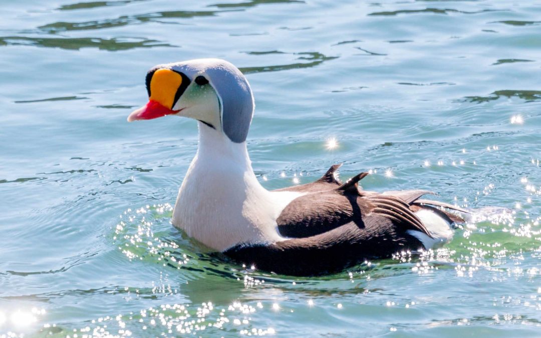 Waterfowl Breeding Population Survey for Central and Western Arctic Canada