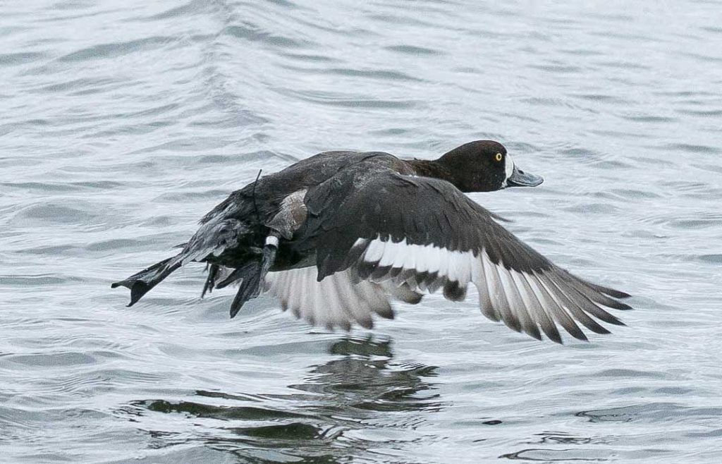 Greater Scaup release after GPS transmitter attachment. Photo: Peter Paton