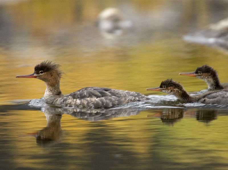 Congratulations to the 2024 Student Fellowship Awardees! Learn more about the students who will move sea duck conservation forward with their work