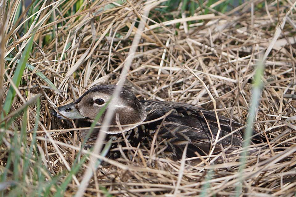Long-tailed Duck on the nest. Photo: Jake Hewitt