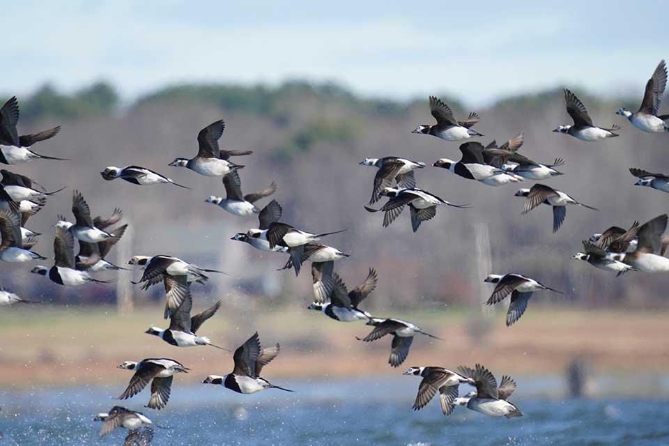 Long-tailed Ducks flying. Photo: Jake Hewitt
