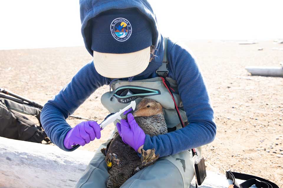 Annie helping on a Common Eider project in Prudhoe Bay for the Arctic NWR. Photo: USFWS/Lisa Hupp