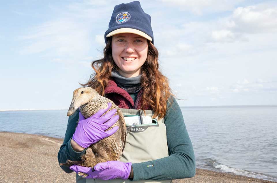 Annie while she was helping on a Common Eider project in Prudhoe Bay for the Arctic NWR. Photo: USFWS/Lisa Hupp