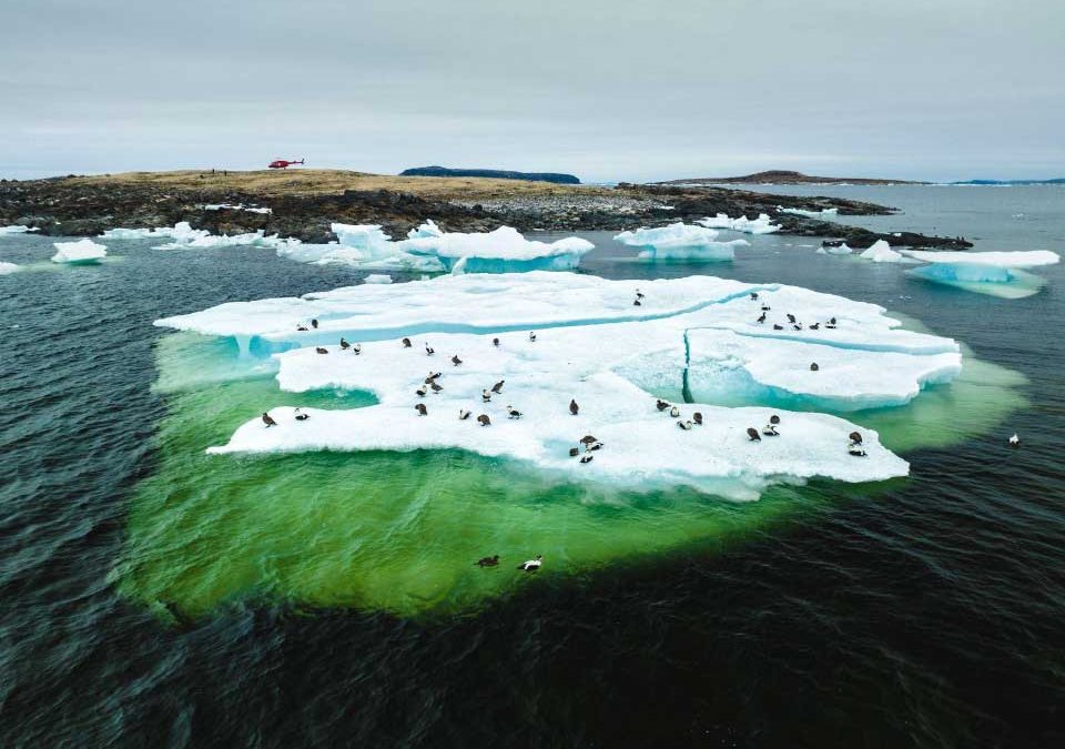 Monitoring sea duck numbers and distribution in relation to existing and proposed aquaculture sites in Atlantic Canada and reducing interactions between the Aquaculture Industry and sea ducks