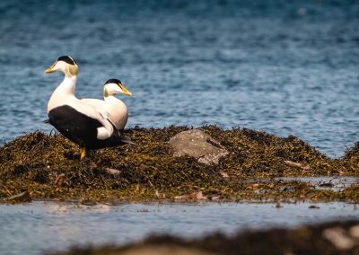 Where have all the eiders gone? Photo by Emile David