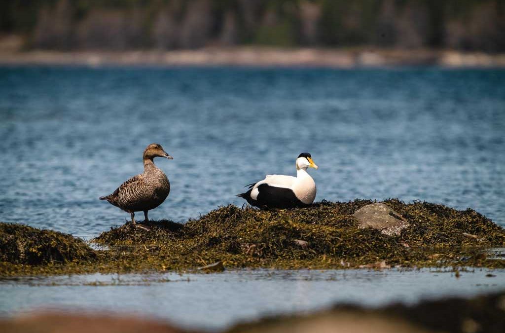 Survival of the St. Lawrence estuary common eiders