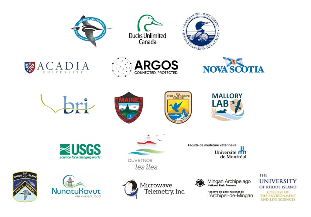 Where have all the eiders gone? Partner logos