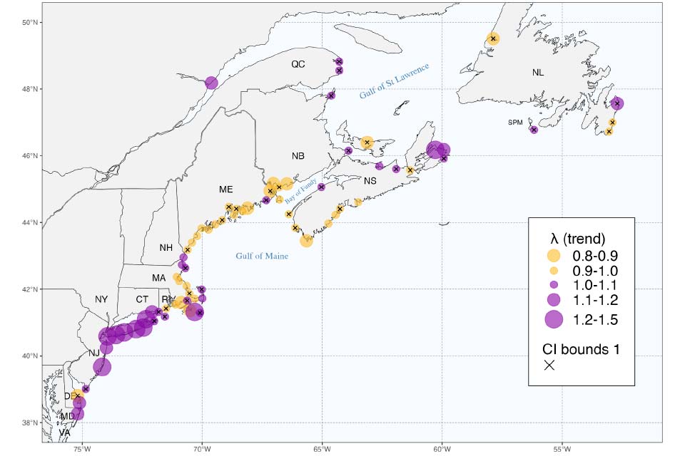 Spatial distribution of localized trends of Common Eider (Somateria mollisima) on Christmas Bird Count (CBC) circles within the wintering range of the American Common Eider (S. m. dresseri) subspecies for the periods 2000-2020.