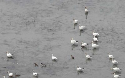 Aerial Observer’s Guide to North American Waterfowl