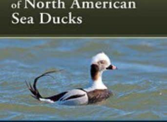 Support for development of book: Ecology and Conservation of North American Sea Ducks