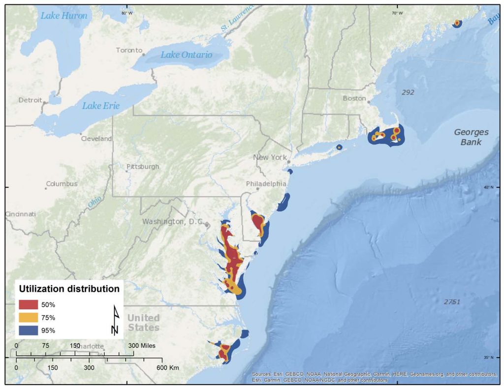 Figure 12. Dynamic Brownian-bridge movement models of wintering areas for 78 adult Surf Scoters.