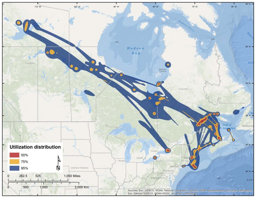 Figure 15. Dynamic Brownian-bridge movement models of spring migration and staging areas for 45 adult White-winged Scoters.