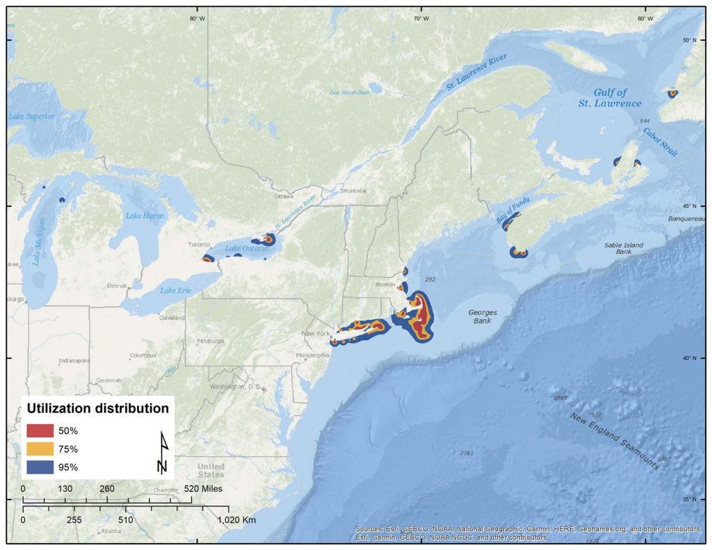 Figure 18. Dynamic Brownian-bridge movement models of wintering areas for 66 adult White-winged Scoters.