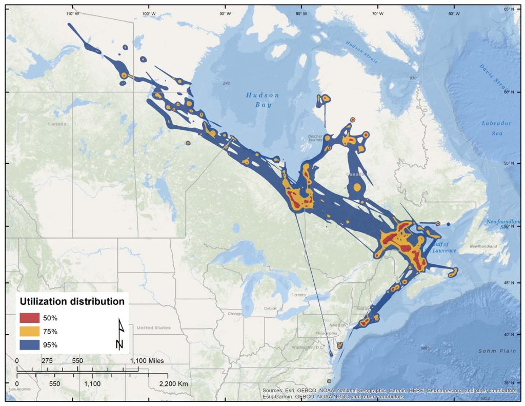 Figure 4. Dynamic Brownian-bridge movement models of spring migration and staging areas for 76 adult Black scoters