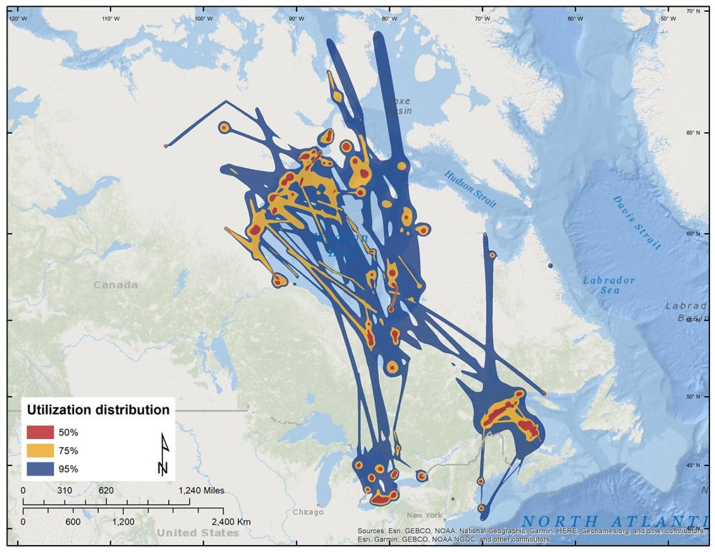 Figure 22. Dynamic Brownian-bridge movement models of spring migration and staging areas for 60 adult Long-tailed Ducks.