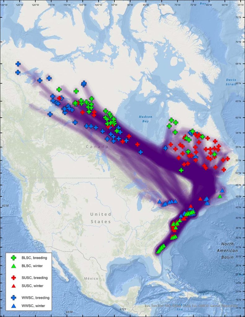 Figure 17. Spring migration routes from breeding areas (females) to wintering areas for black scoter, surf scoter, and white-winged scoter. Shaded lines between points represent a direct line between consecutive locations, but do not necessarily represent actual migration paths. Map includes all locations through 8 December 2014.