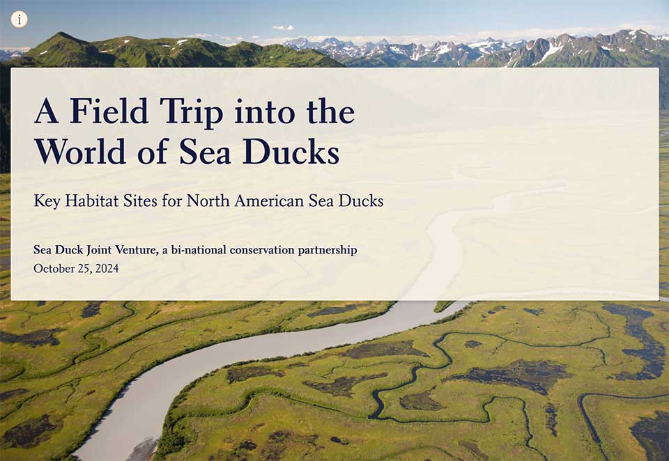 A Field Trip into the World of Sea Ducks