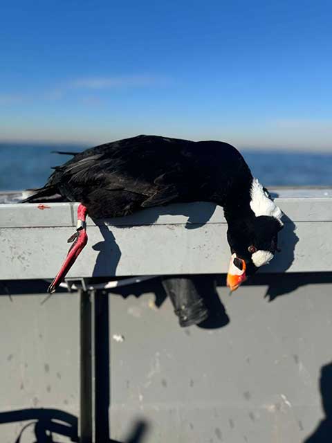 From Labrador to New Jersey: The Journey of a 22-Year-Old Surf Scoter