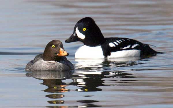 Barrow's Goldeneye