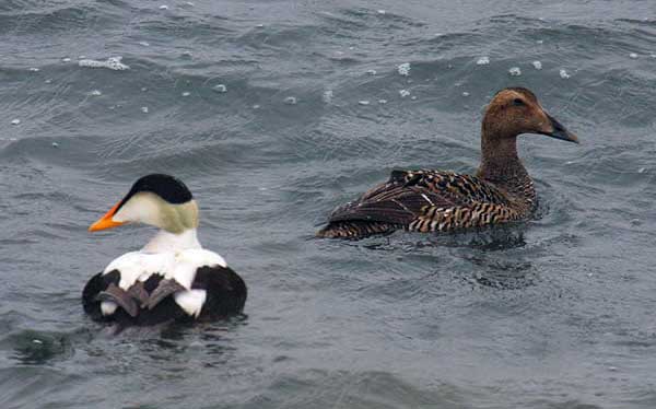 Common Eider