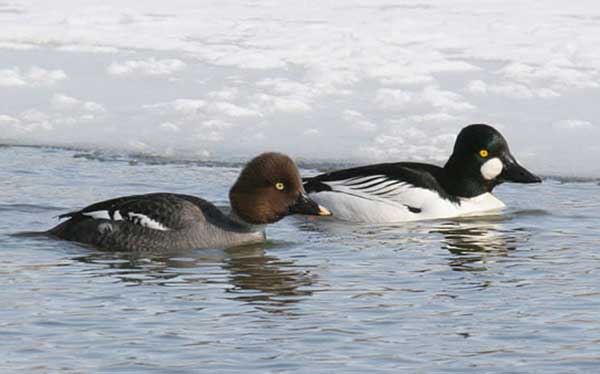 Common Goldeneye