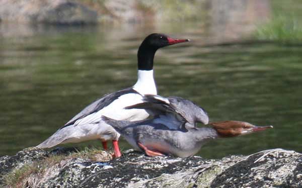Common Merganser