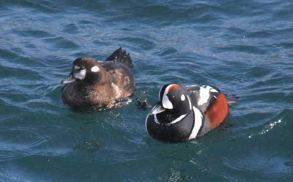 Harlequin Duck